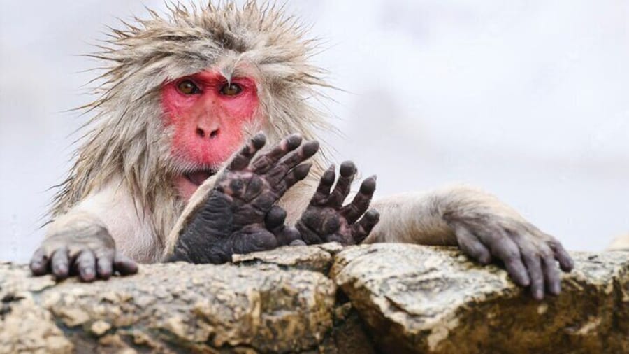 From Tokyo: Nagano Snow Monkey Park Private Tour