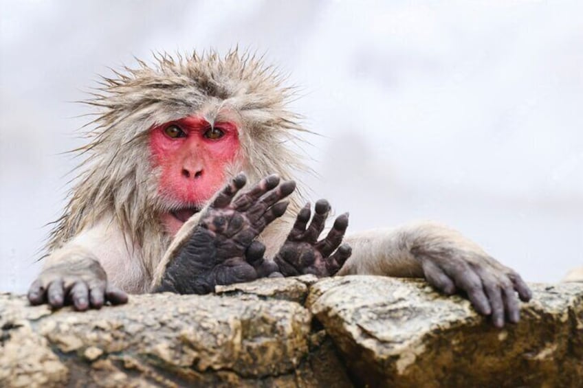 From Tokyo: Nagano Snow Monkey Park Private Tour