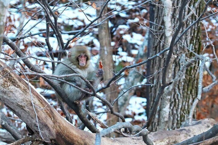 Jigokudani Monkey Park