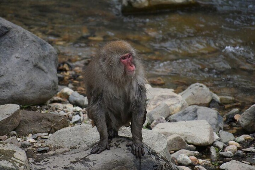 Jigokudani Monkey Park