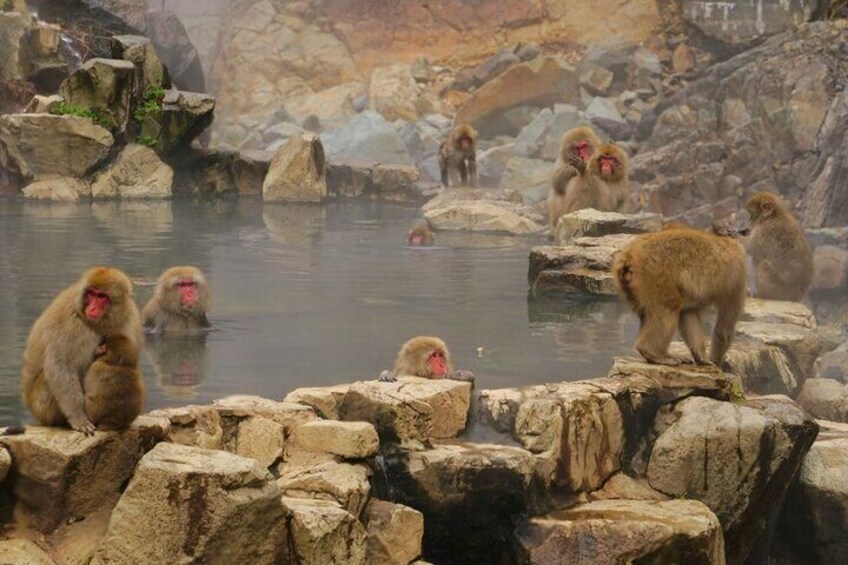 From Tokyo: Nagano Snow Monkey Park Private Tour