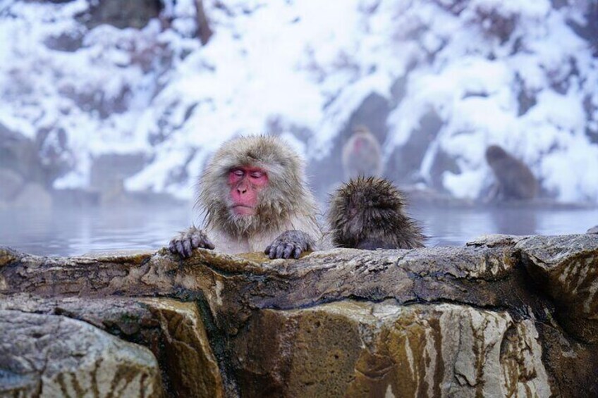 Jigokudani Monkey Park