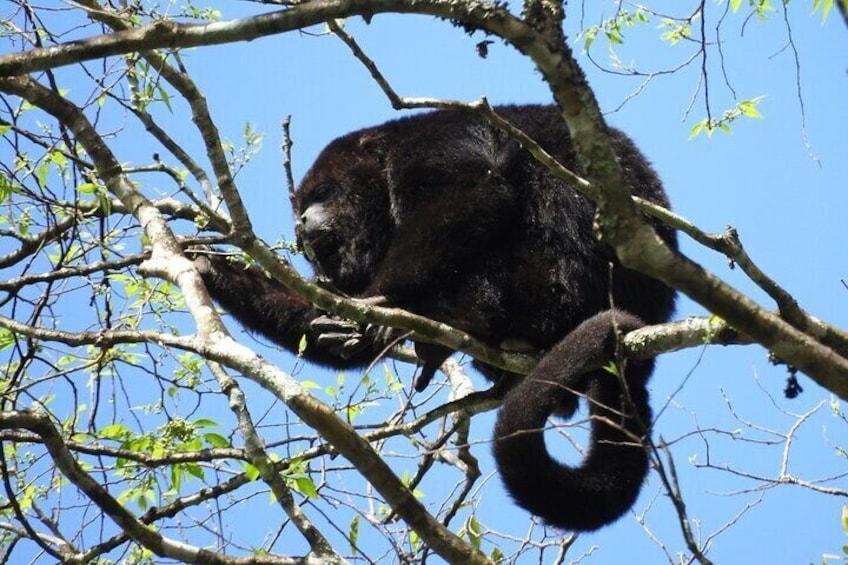 Howler Monkey, at his breakfast.