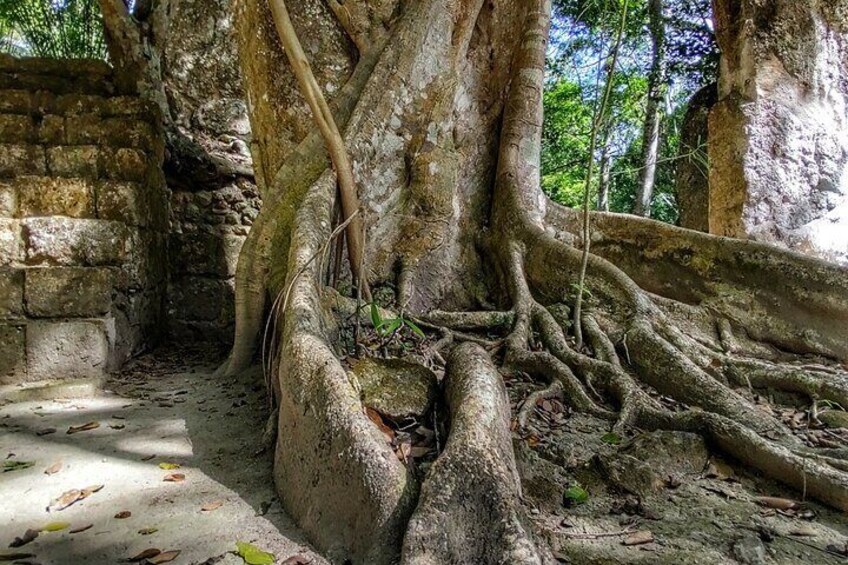 Integration of the natural and cultural aspect of the Mixed Heritage of Calakmul