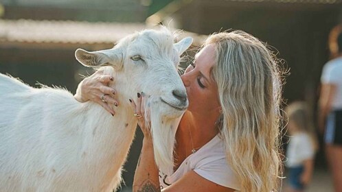 Olmedo: Visit to an animal shelter with lunch or dinner