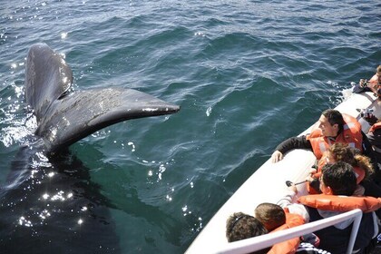 Peninsula Valdes + Whale watching - Puerto Madryn, Patagonia