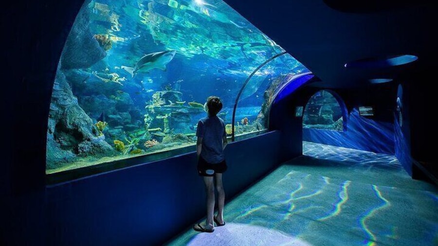 The North with Odysseo Aquarium, Botanical Garden and Lunch