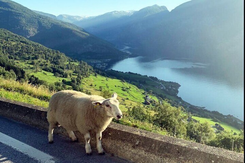 Private Guided Tour to Oslo Nærøyfjord Cruise and Flåm Railway