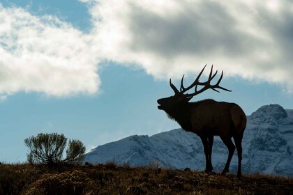 Yellowstone Wildlife Tour