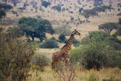 塔蘭吉雷和恩戈羅恩戈羅火山口 3 日遊獵