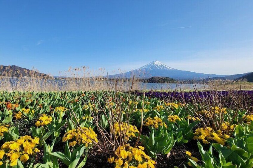 Mount Fuji and Hakone 10hr Private Customized English Guided Tour