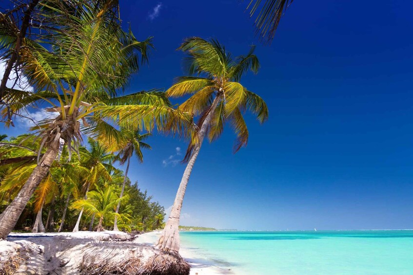 Picture 4 for Activity Saona Island: Catamaran tour to a Dream Beach, all inclusive
