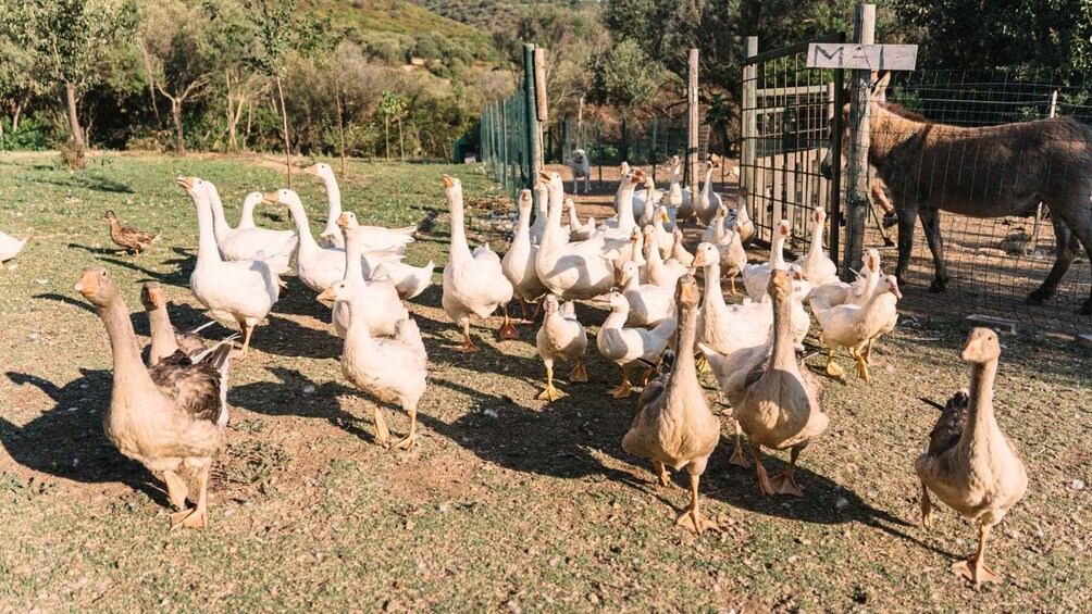 Picture 2 for Activity Gallura: Picnic on a Farm with Animals