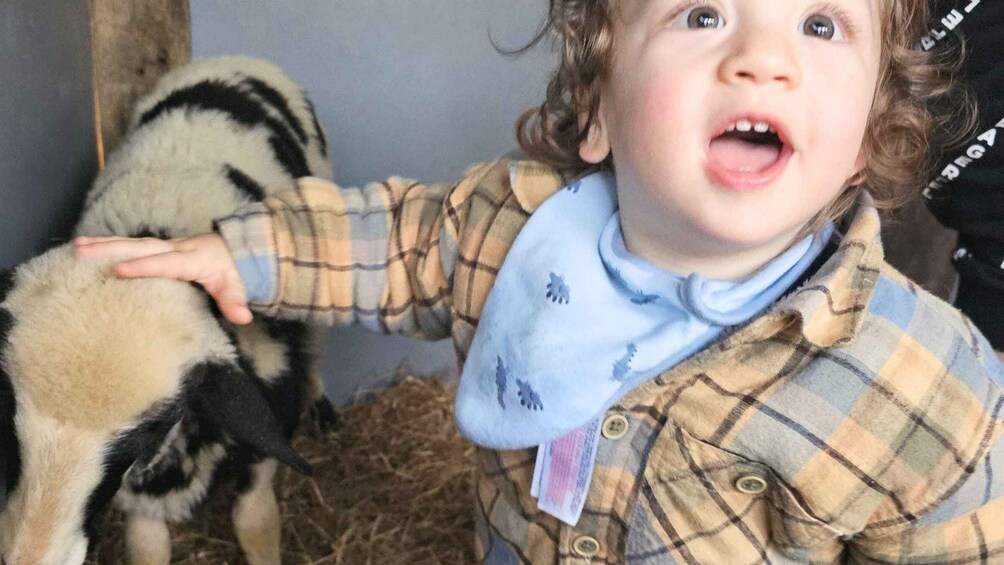 Picture 10 for Activity Gallura: Picnic on a Farm with Animals