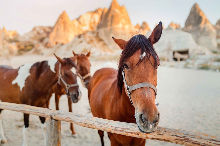 Picture 2 for Activity Cappadocia: Horse Riding w/Sunrise & Sunset Option