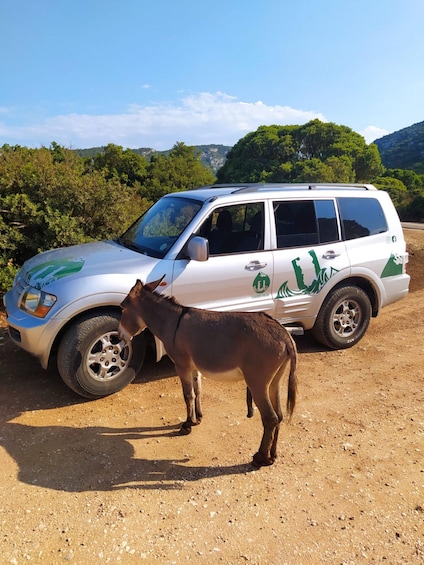 Picture 1 for Activity From Arbatax: Half day Jeep tour on Golgo Plateau