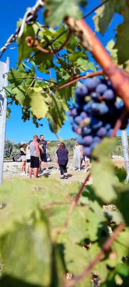 Picture 3 for Activity Korcula: Buggy Tour Including Local Food and Wine Tasting