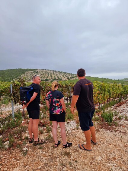Picture 7 for Activity Korcula: Buggy Tour Including Local Food and Wine Tasting