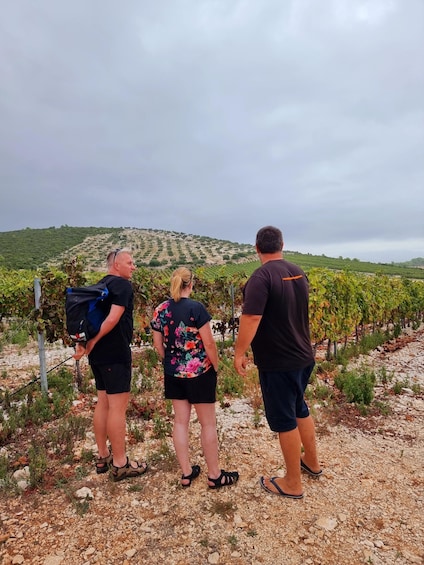 Picture 7 for Activity Korcula: Buggy Tour Including Local Food and Wine Tasting