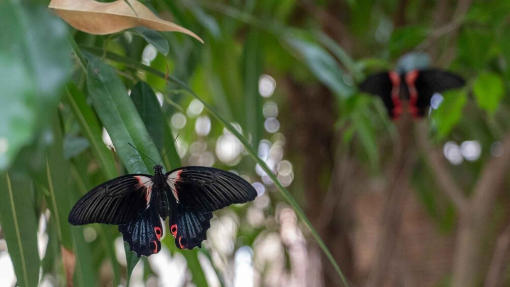 Picture 15 for Activity Alghero: Visit at the Butterfly House