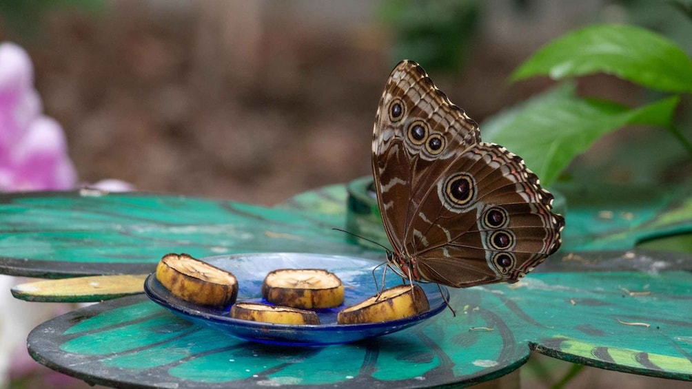 Picture 19 for Activity Alghero: Visit at the Butterfly House