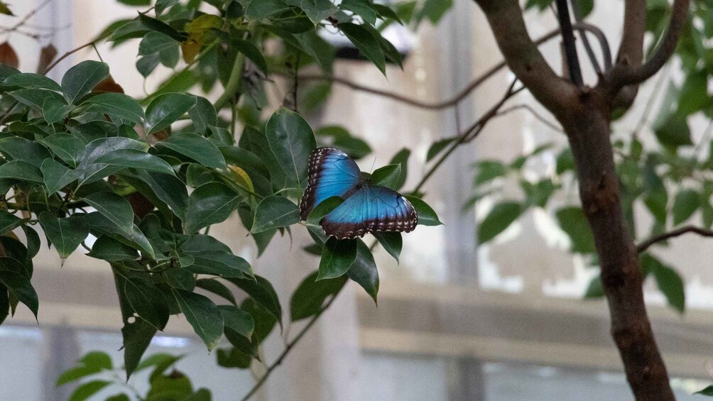 Picture 20 for Activity Alghero: Visit at the Butterfly House