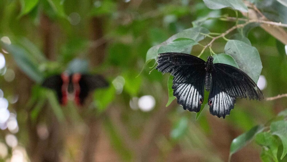 Picture 22 for Activity Alghero: Visit at the Butterfly House