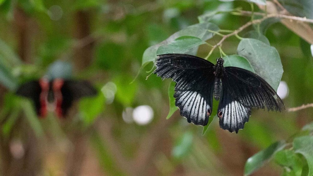 Picture 22 for Activity Alghero: Visit at the Butterfly House