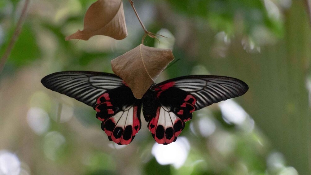 Picture 16 for Activity Alghero: Visit at the Butterfly House