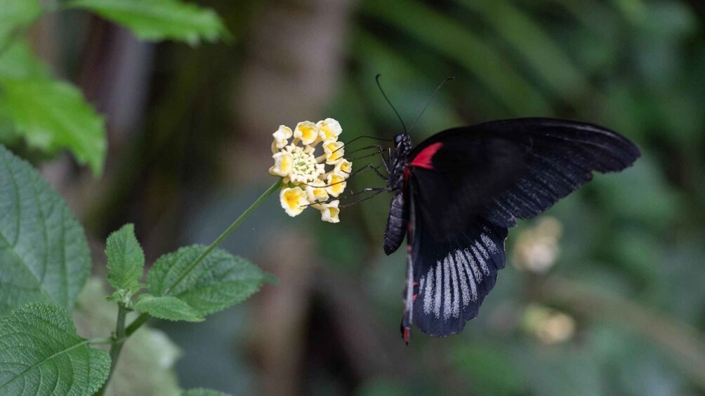 Picture 14 for Activity Alghero: Visit at the Butterfly House