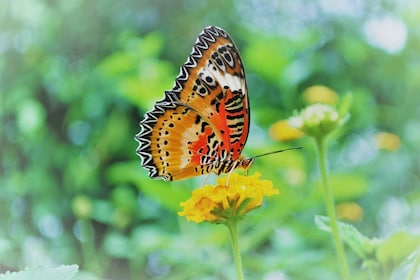 Alghero: Visit at the Butterfly House