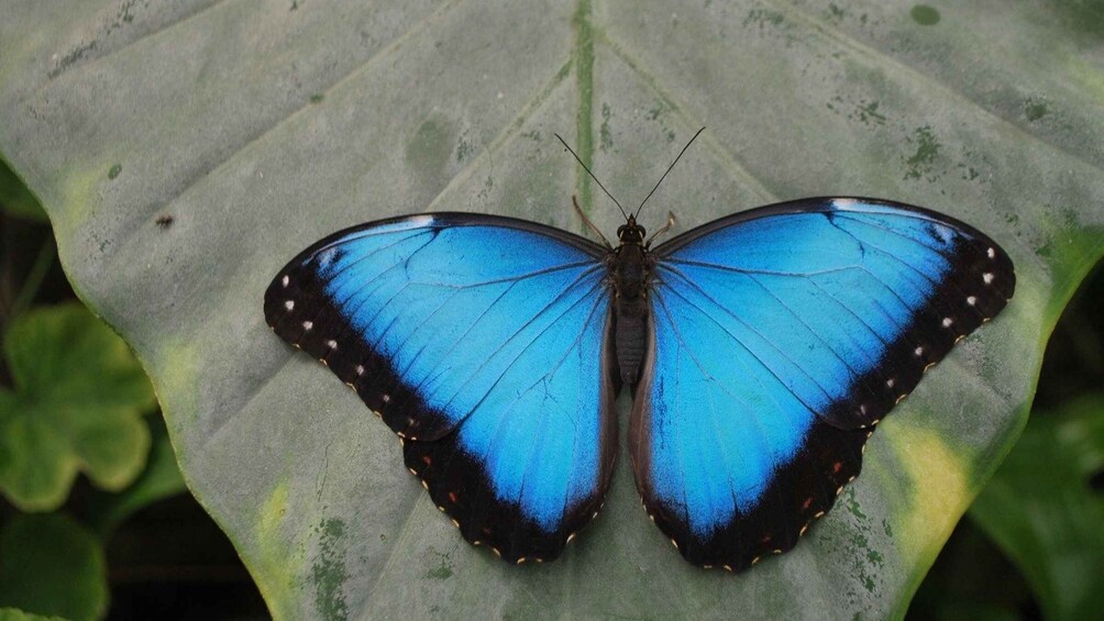 Picture 3 for Activity Alghero: Visit at the Butterfly House