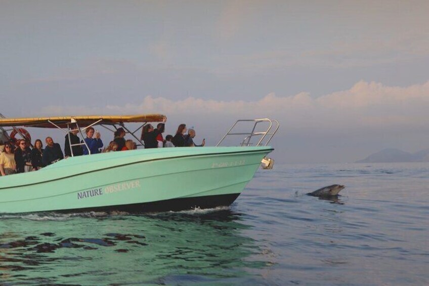 Exclusive Dolphin Watching in Mallorca from Port Alcudia