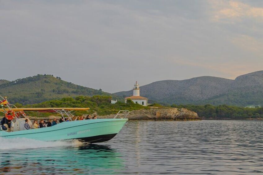 Exclusive Dolphin Watching in Mallorca from Port Alcudia