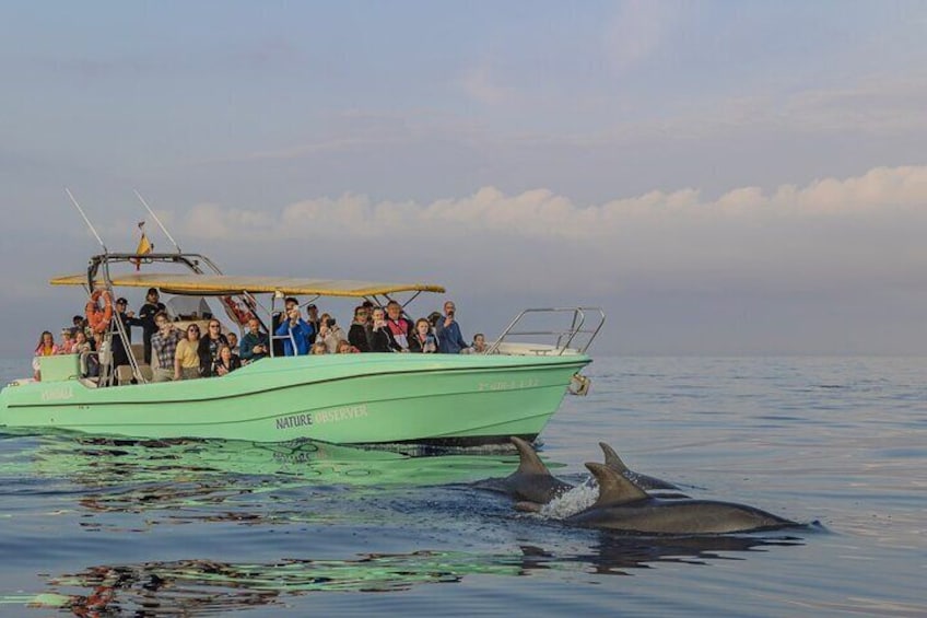 Exclusive Dolphin Watching in Mallorca from Port Alcudia