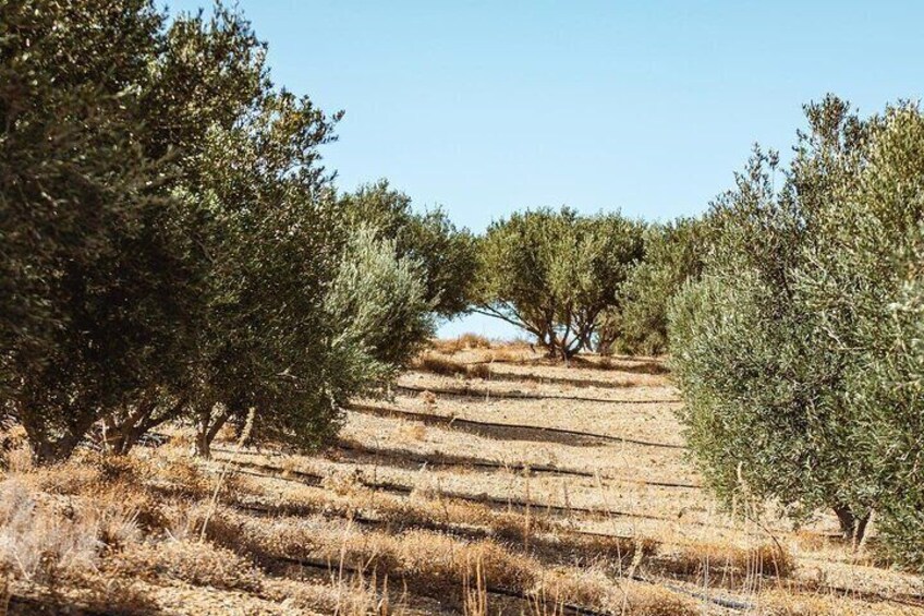 Rethymno Luxury Jeep Tour in Cretan Viniculture and Olive Farming