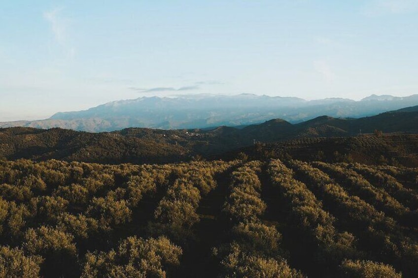 Rethymno Luxury Jeep Tour in Cretan Viniculture and Olive Farming