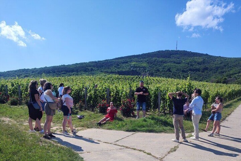  Wine Tasting Tour in Tokaj Wine Region Slovakia. With transport