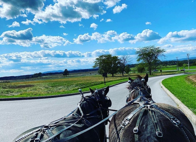 Picture 2 for Activity Gettysburg: Culp's Hill Guided Horse Carriage Tour