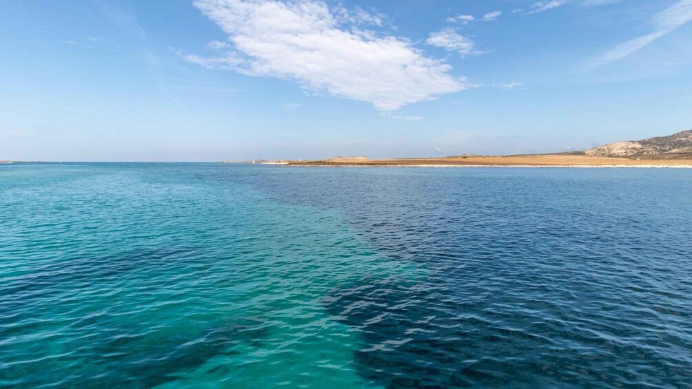 Picture 12 for Activity From Stintino: Catamaran tour to Asinara Island