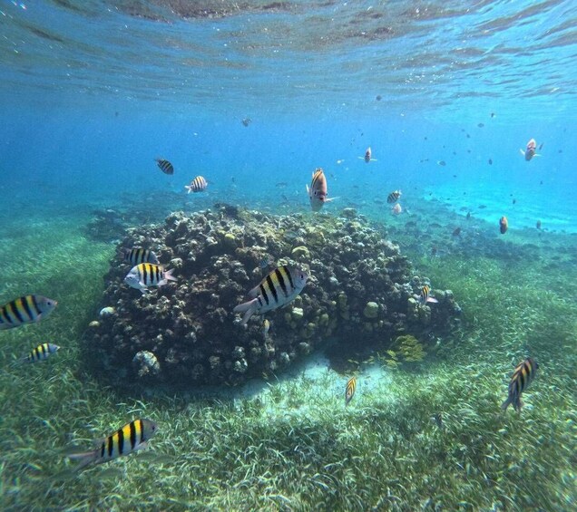 Picture 1 for Activity Cozumel, El Cielo: 4-Hour Private Tour