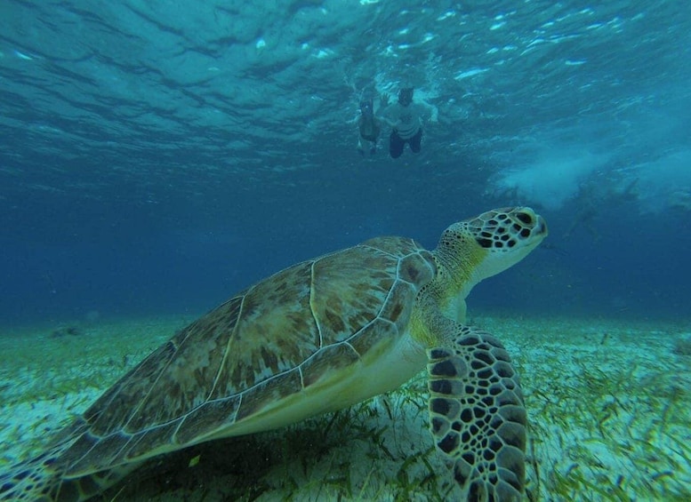 Picture 4 for Activity Cozumel, El Cielo: 4-Hour Private Tour