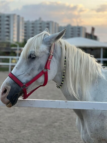 Picture 8 for Activity Antalya: Forest & Beach Horse Riding Safari