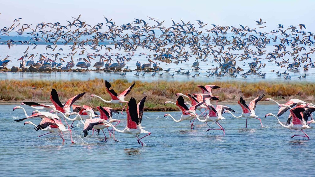 Picture 1 for Activity Didim/Altinkum: Full-Day Bafa Lake Guided Tour w/Breakfast