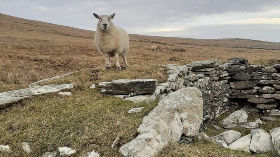 Sheep and monastic hut, Valentia