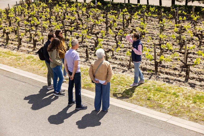Picture 2 for Activity Medoc Afternoon Wine Tour, 2 Wineries, tastings & delicacies