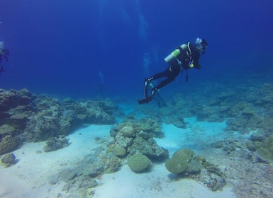 Alanya: 2 Guided Scuba Dives with Lunch and Hotel Transfers