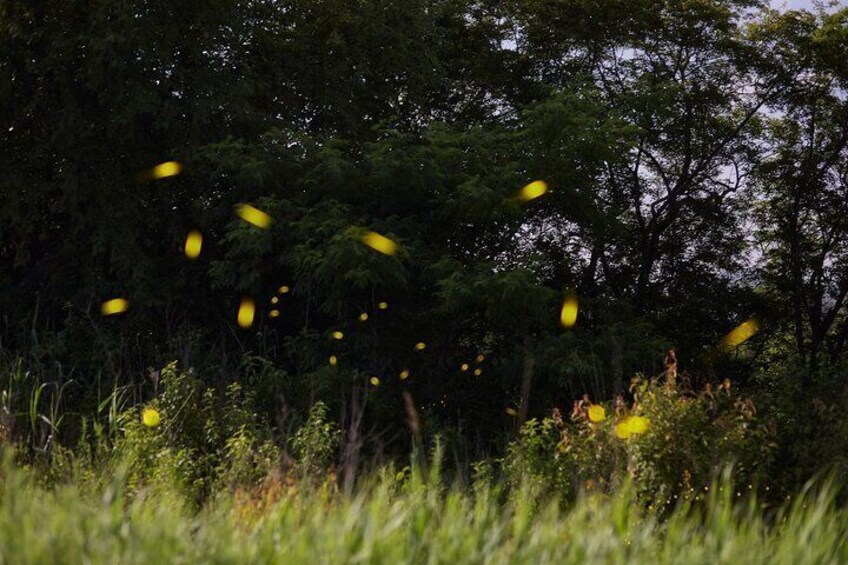 Hacienda Private Tour to Chautla Castle and Watch Magic Fireflies