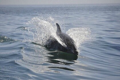 Dolphin and Manatee Intracoastal River Cruise Melbourne Fl