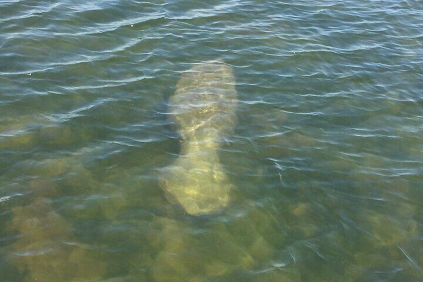 Manatee,Sea Cow